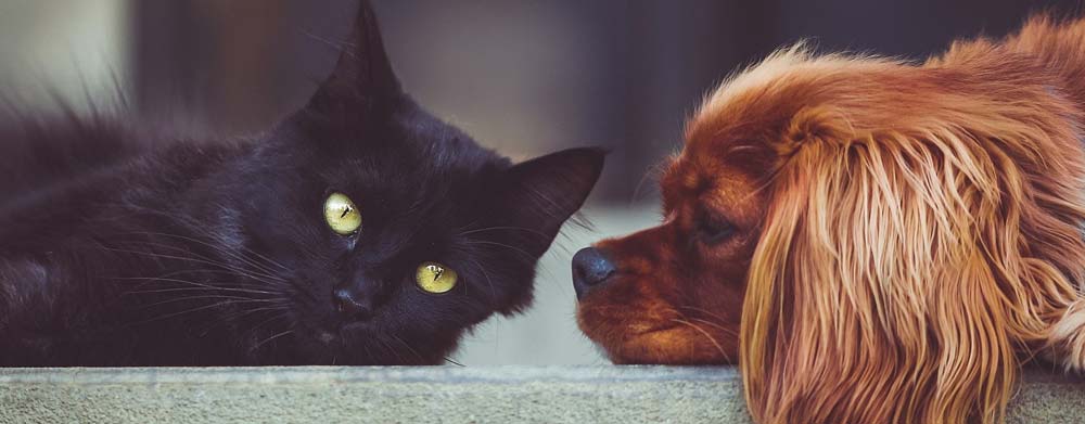 Tierseelentrösterin - Hund und Katze ruhen sich aus