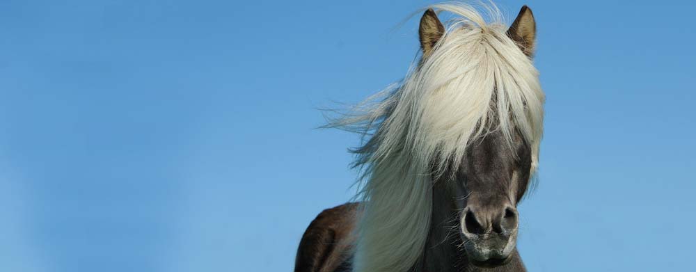 Tierseelentrösterin - Pferd mit langer Mähne
