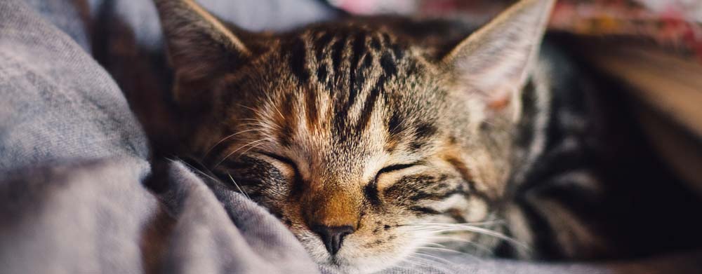 Tierseelentrösterin - Schlafende Katze