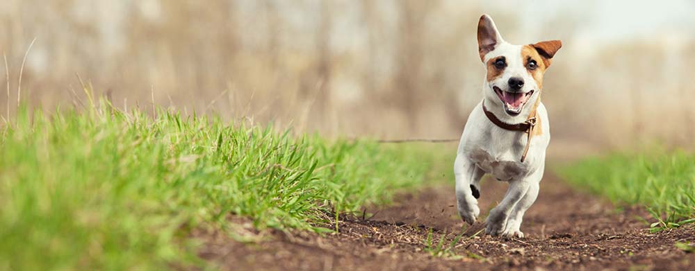 Tierseelentrösterin - Fröhlicher Hund läuft über die Wiese